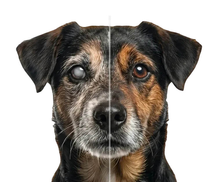 Comparação com e sem PetMoreTime