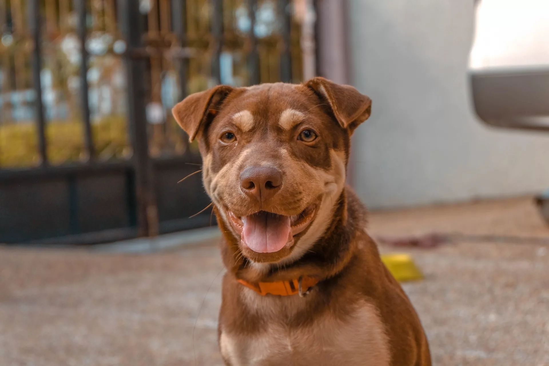 O que é o Projeto de Envelhecimento Canino?
