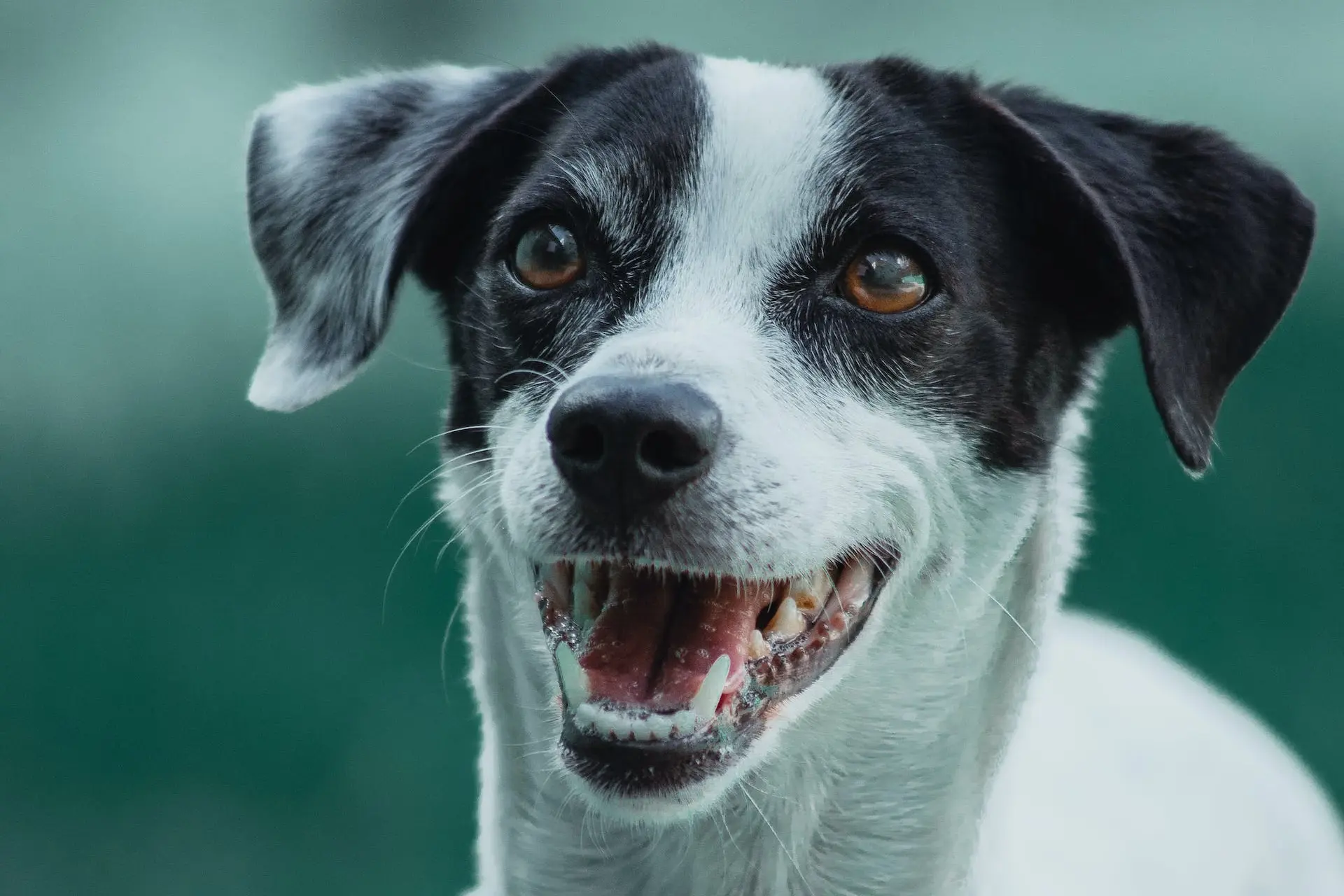 Como os cães envelhecem?