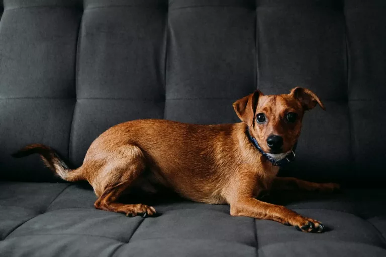 Marcadores do Envelhecimento Canino