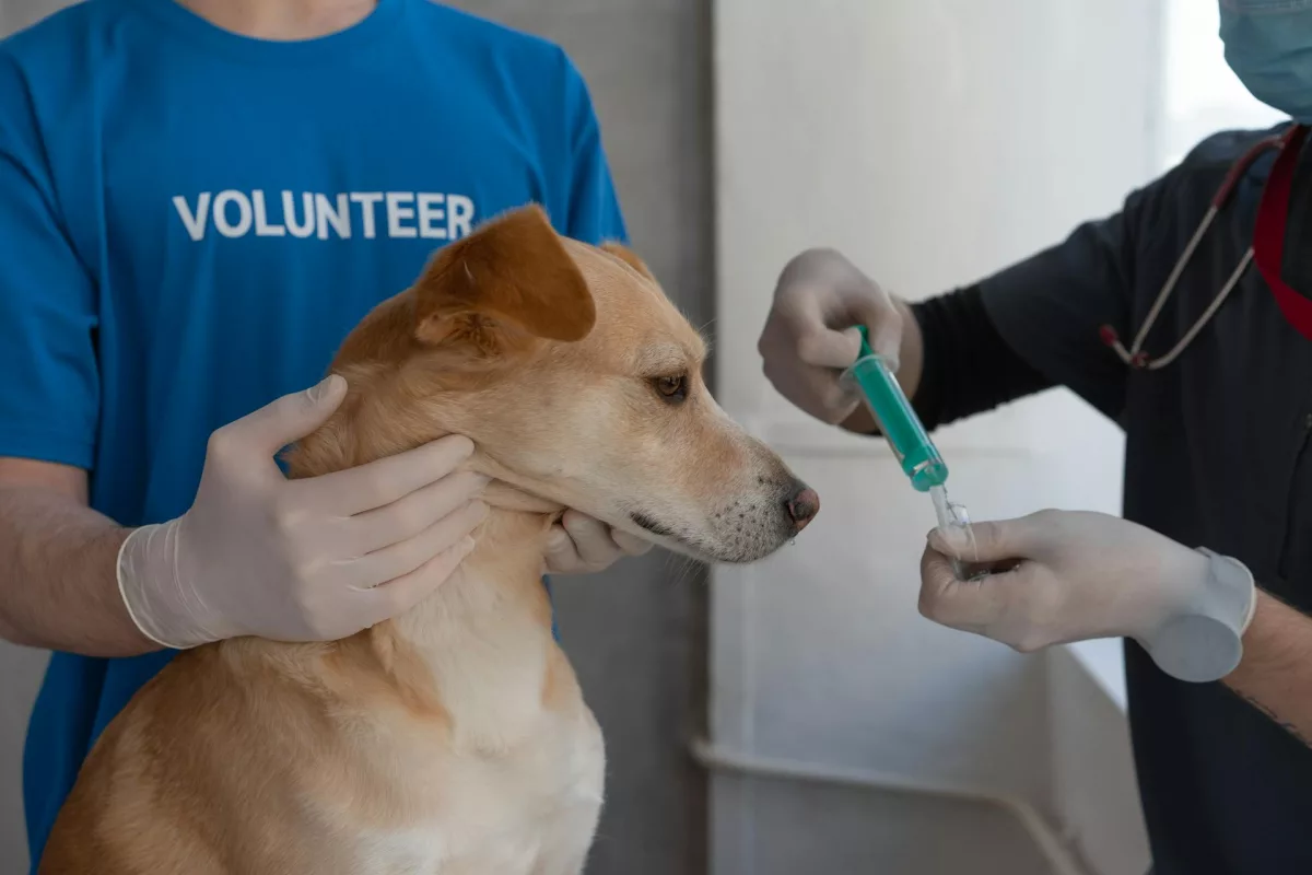 Cuidados com cão idoso: aumente a frequência de visitas ao veterinário