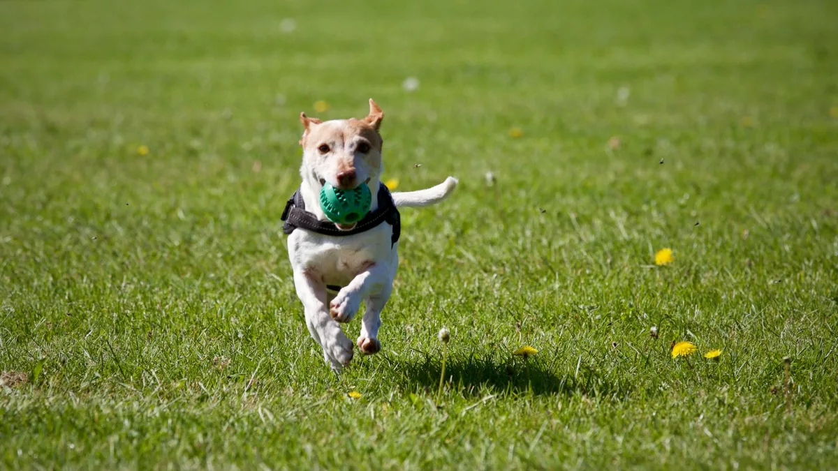 Cuidados com o cão idoso: pratique atividades físicas