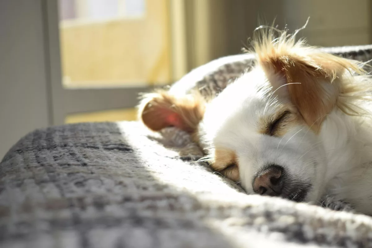 Cuidados com o cão idoso: atente-se a sinais de desconforto
