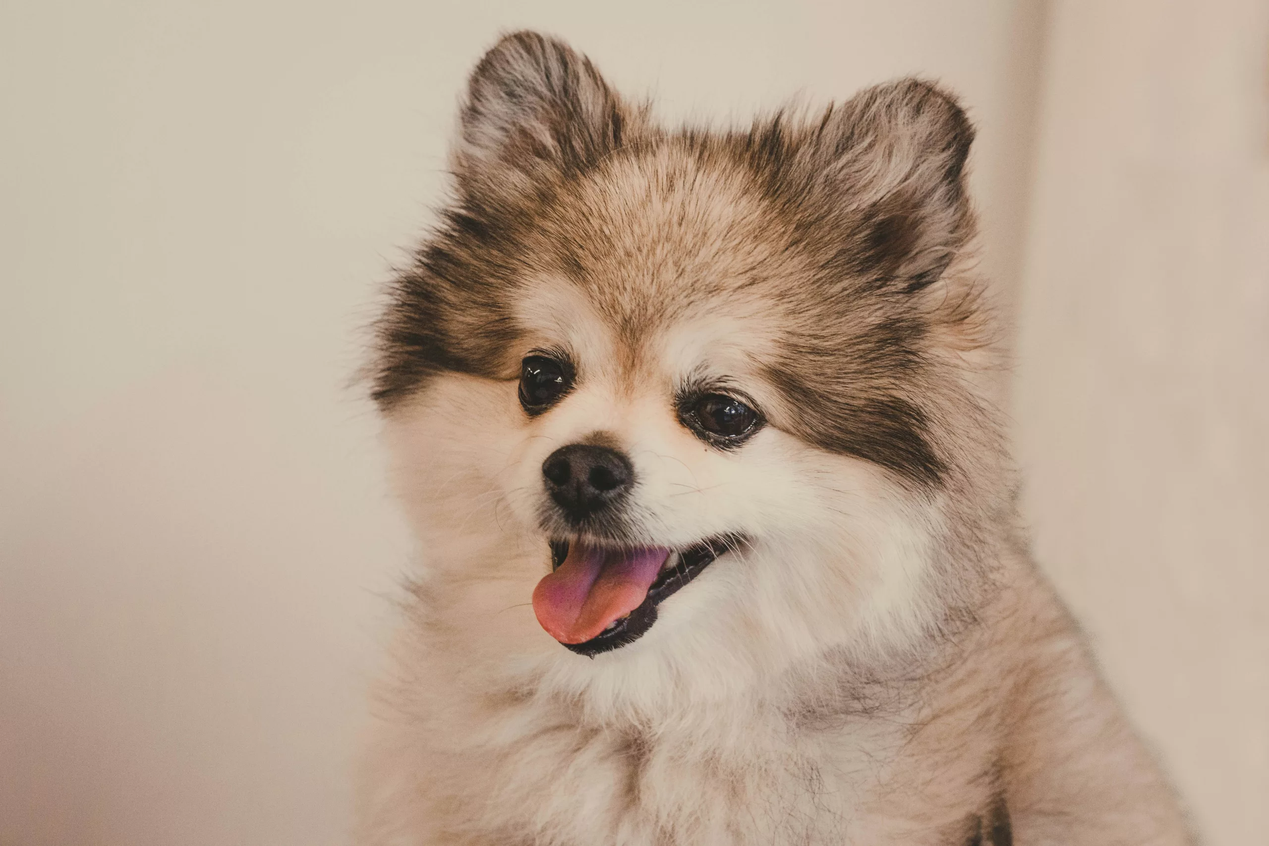 Por que estudar o envelhecimento canino?