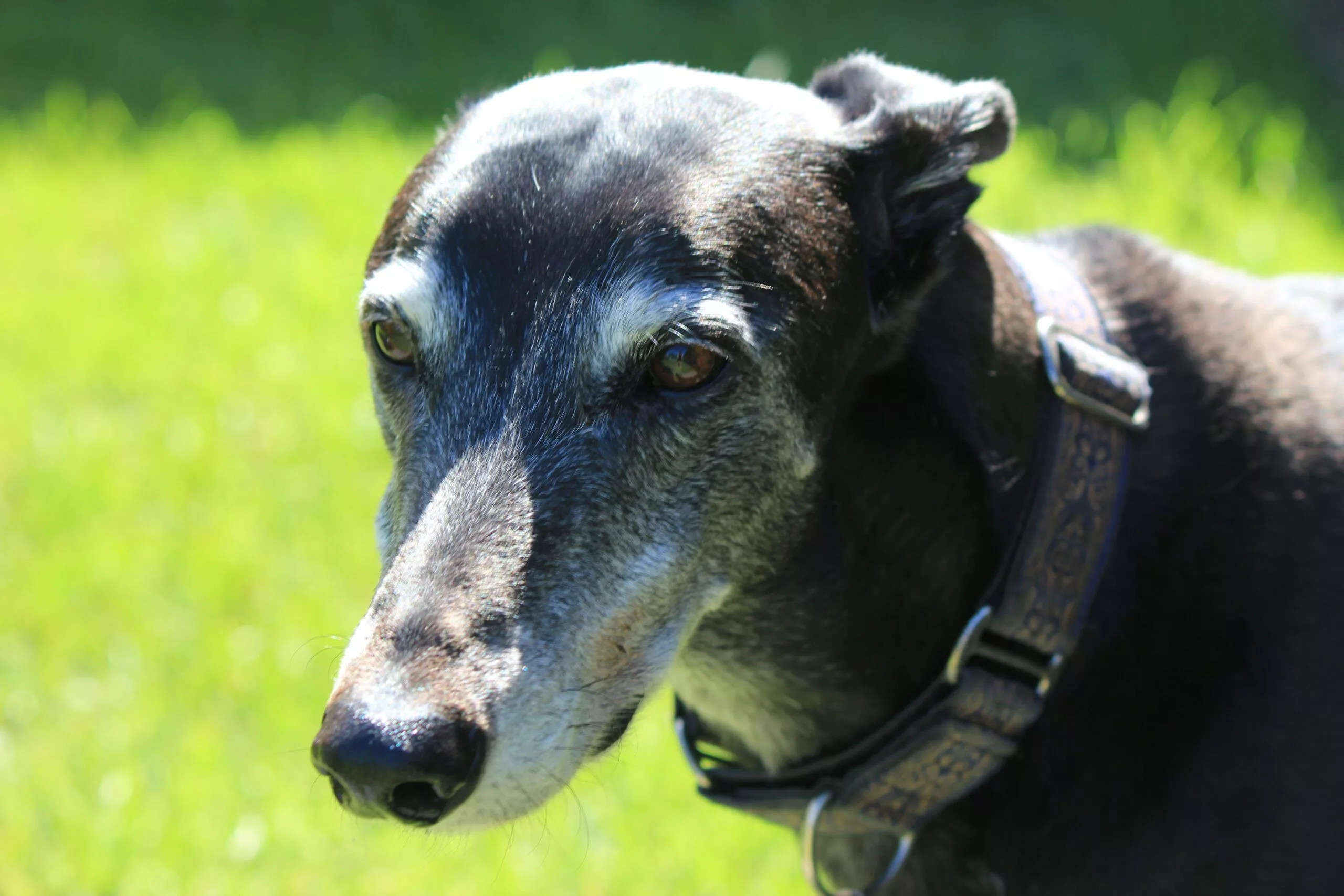 Lifespan e Healthspan: como eles impactam a saúde canina? 