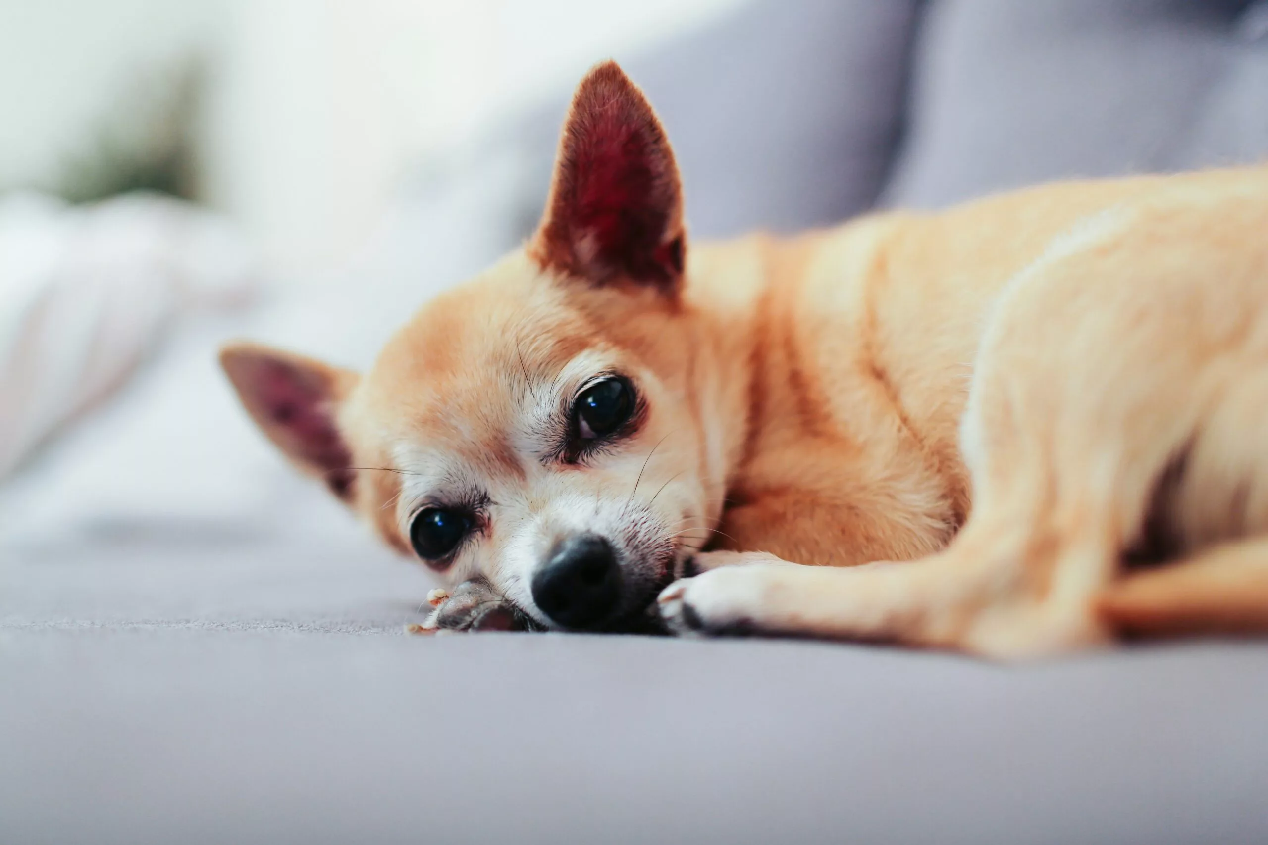 Artrose em Cachorro: Sintomas e Como Tratar