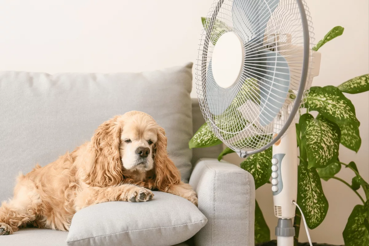 Cachorro sente calor? Saiba como identificar e proteger seu pet