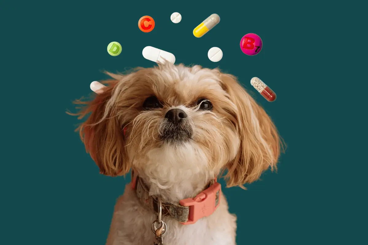 Vitamina para cachorro idoso: Como aumentar sua longevidade?