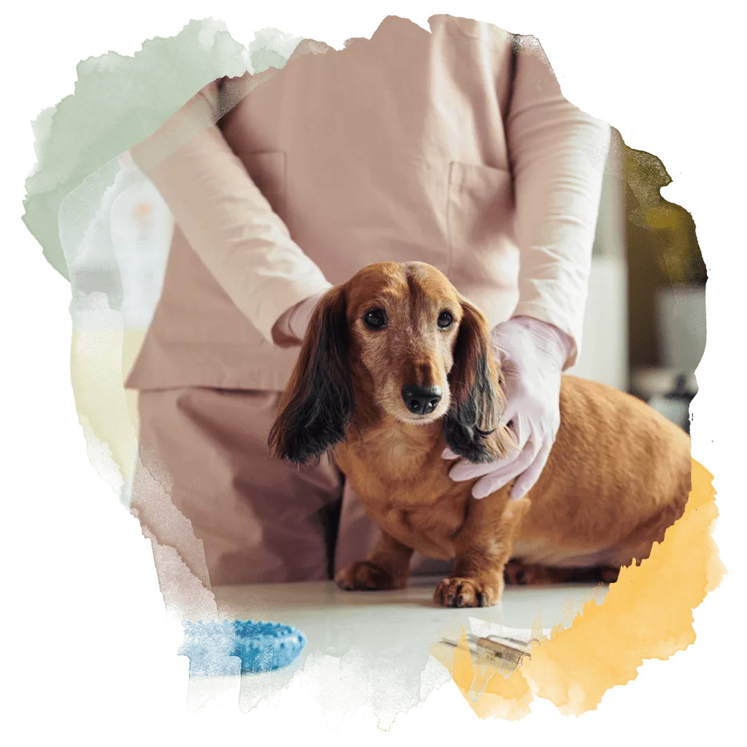 cachorro no veterinario