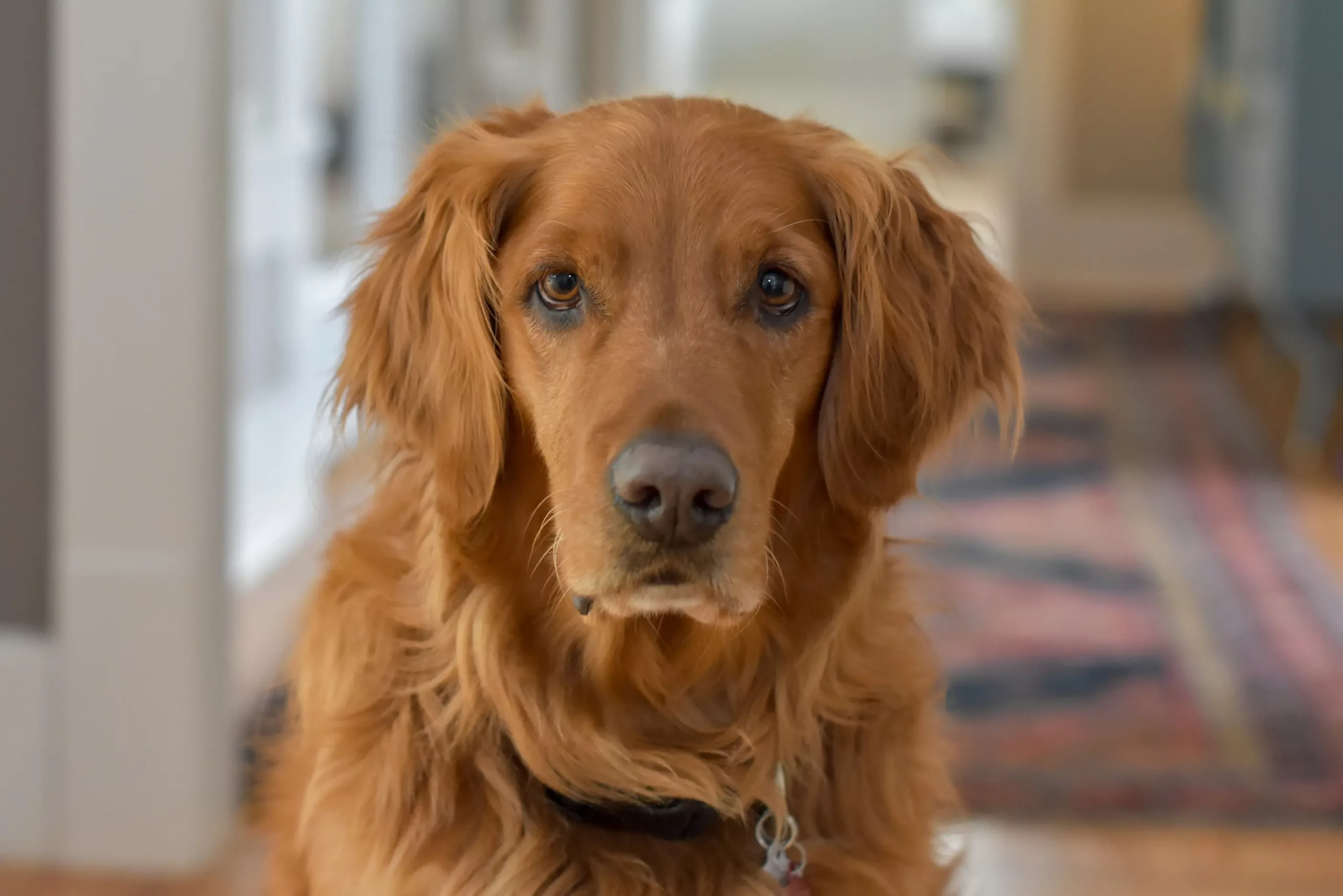 Quantos anos vive um cachorro com diabetes?