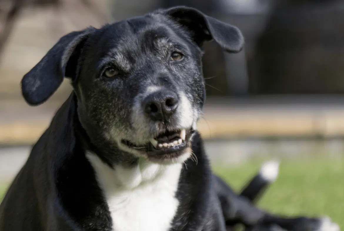Disfunção Cognitiva Canina: Causas, Sintomas e Tratamentos
