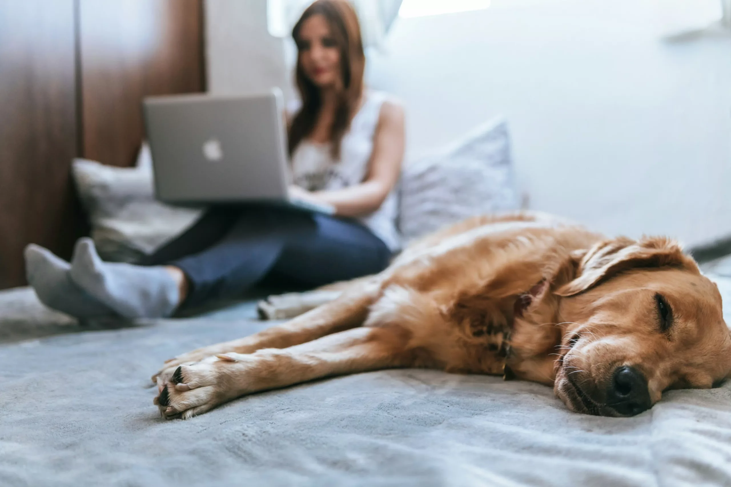 Displasia Coxofemoral em Cães: Sintomas, Tratamentos e Mais