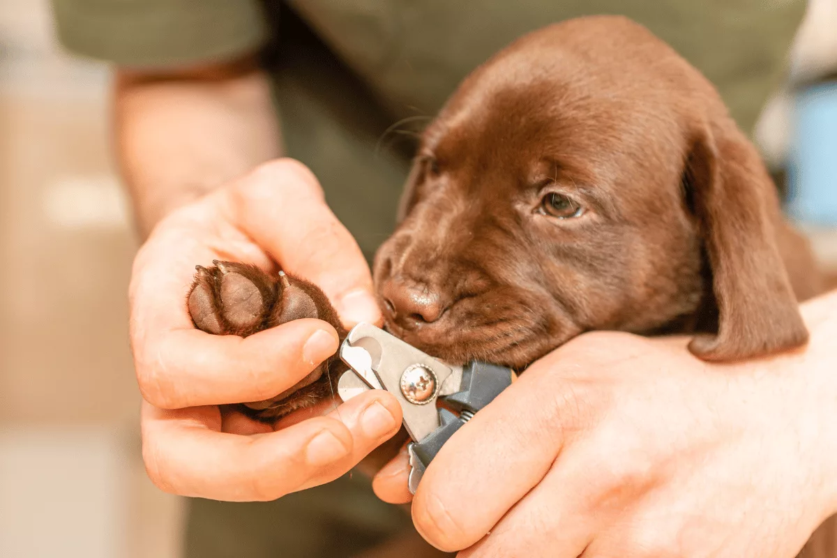 Como cortar unha de cachorro?