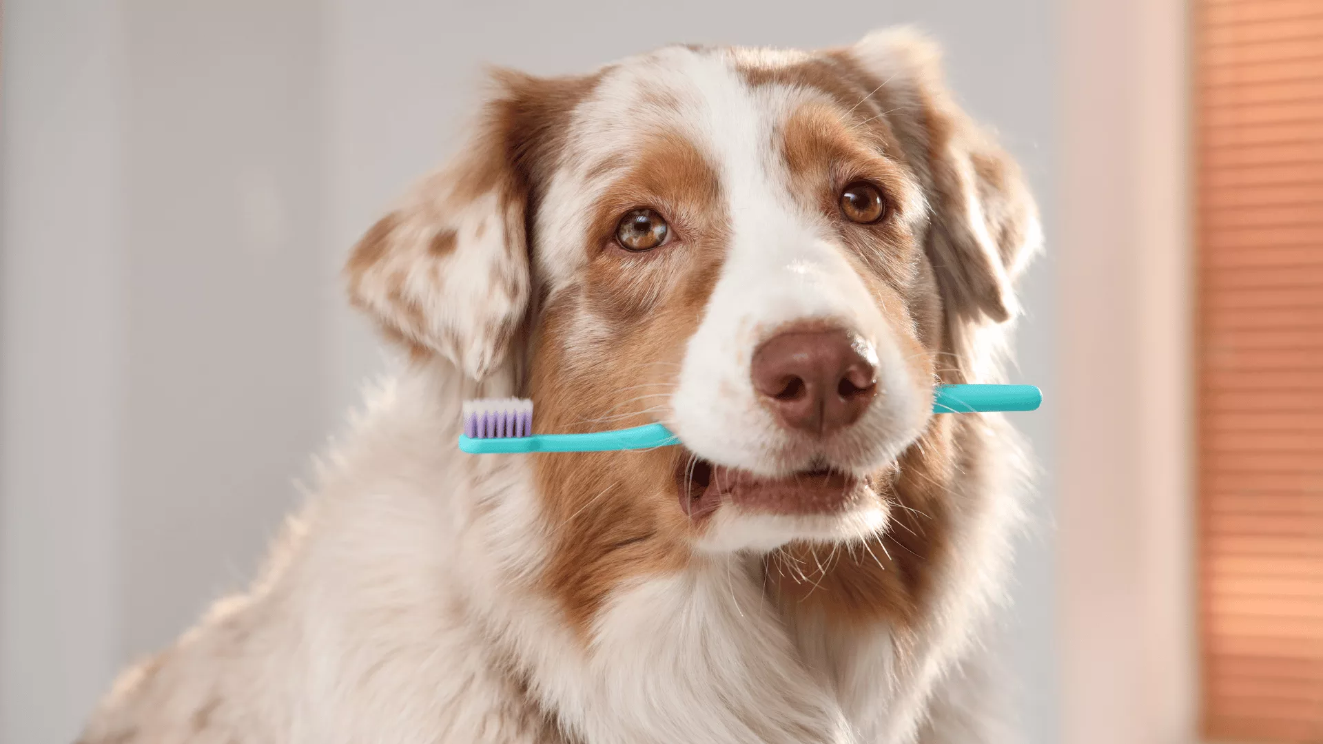 Como escovar dentes do Cachorro? Um Guia