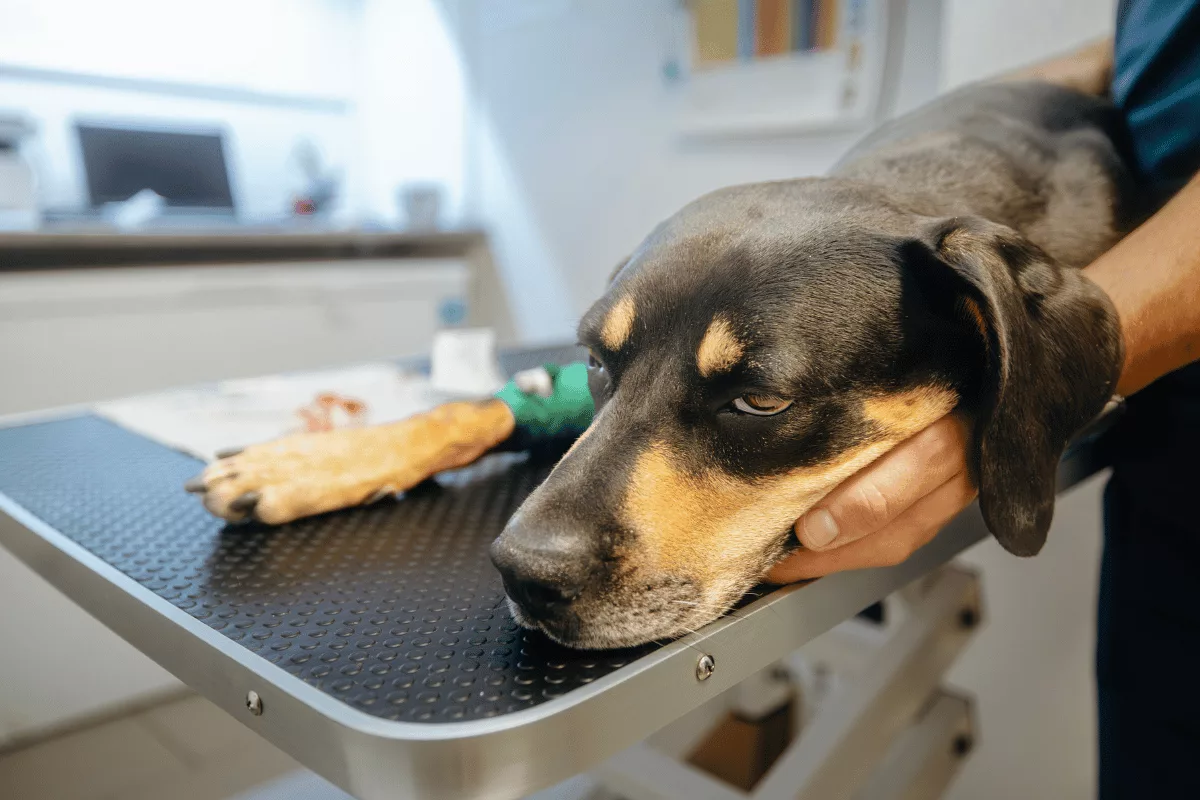 Leishmaniose Canina: Tratamentos, Sintomas e Dúvidas Comuns