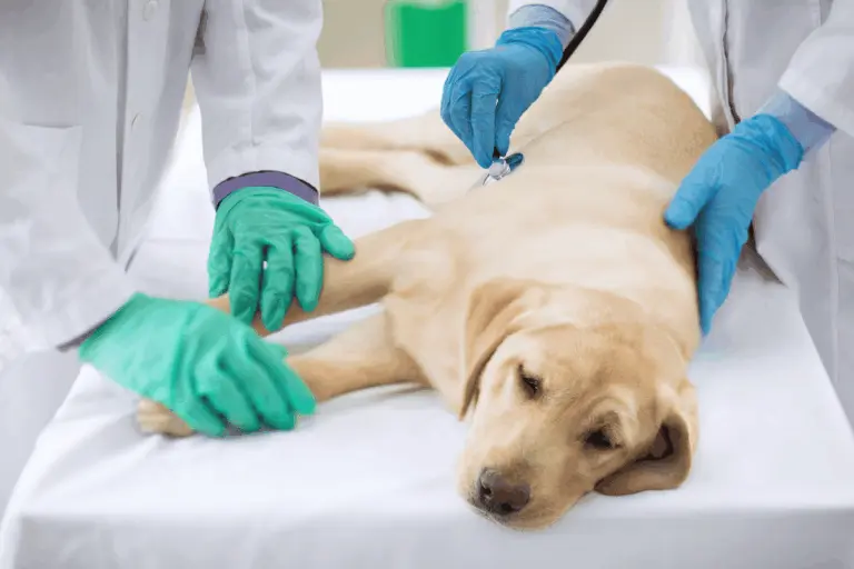 doença de cushing em cães