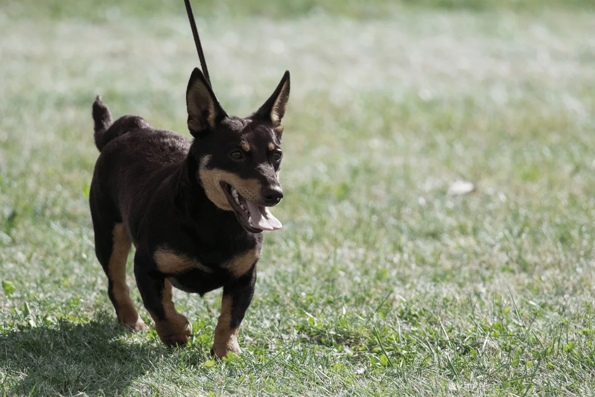 Descubra qual raça de cachorro vive mais