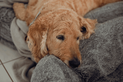 Cachorro idoso com dificuldade de andar