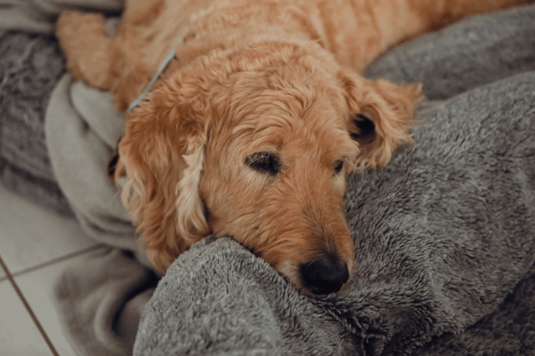 Cachorro idoso com dificuldade de andar