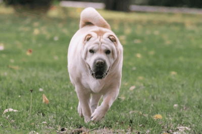 doença renal cachorro