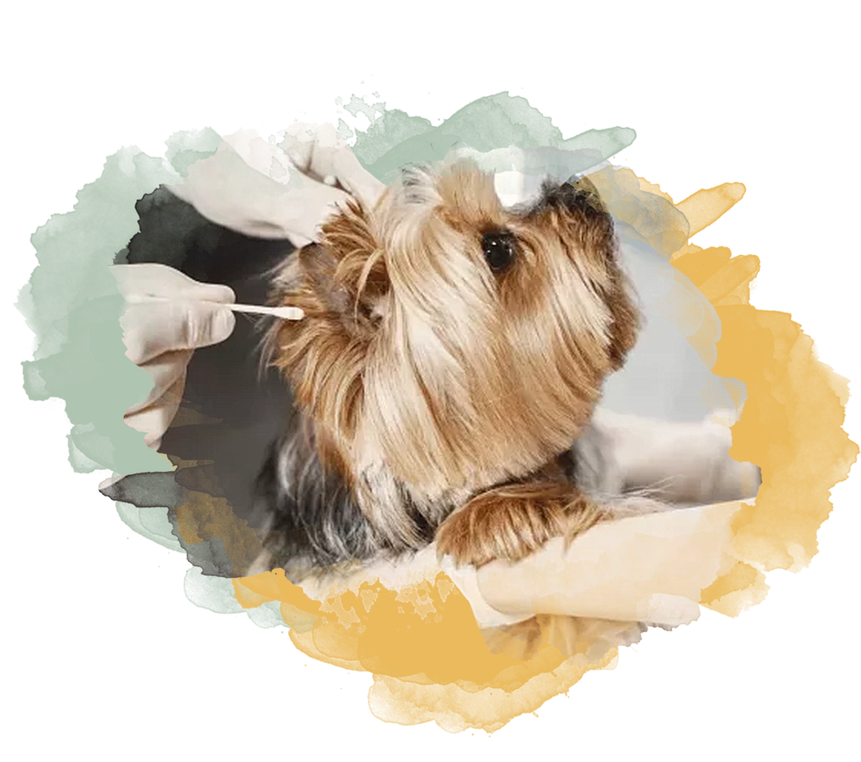 06-Dog3 (1)